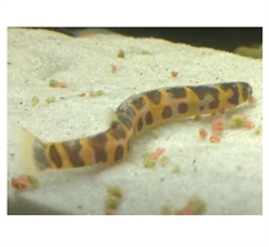 Ål Kuhlii 6-7cm - Pangio khulii